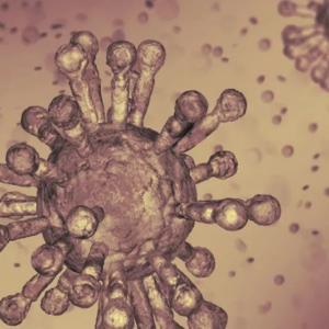 一日出现200例新冠病毒感染者, 山东省司法厅、监狱管理局一把手全部免职