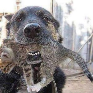 乌克兰一只宠物狗从熊熊燃烧的大火中救出了一只小猫咪