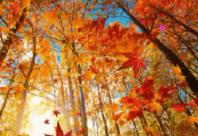 真美! 我站在秋的路口