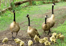 数千只加拿大鹅被“赶出”多伦多 原因是…